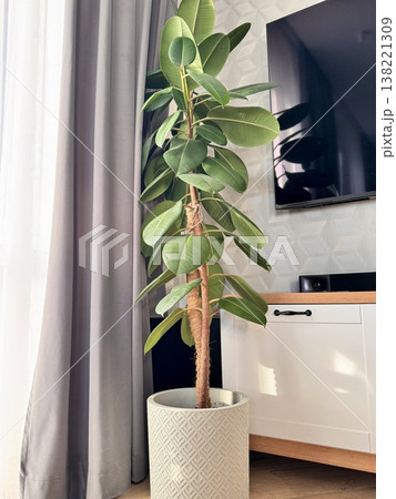 Homemade ficus flower in a white outdoor pot in the living room 138221309