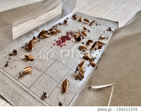 cockroach traps, a remedy for cockroaches in an apartment cockroach traps, a remedy for cockroaches in an apartment 138221335