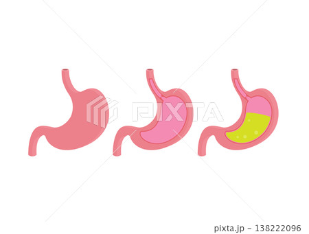 Anatomy of the Human Stomach Showing Digestive Acid Stock Illustration. Anatomy of the Human Stomach Showing Digestive Acid Stock Illustration. 138222096