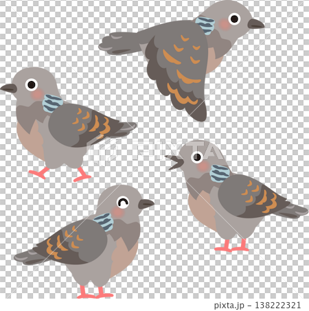 A set of illustrations of Oriental Turtle Doves A set of illustrations of Oriental Turtle Doves 138222321