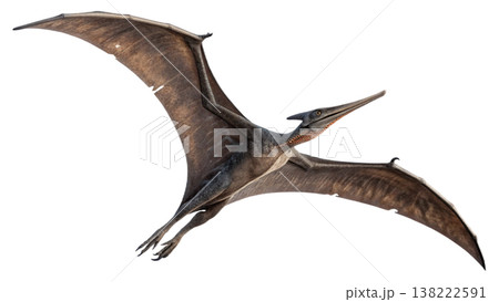 Isolated Pterodactyl soars in flight, showcasing prehistoric animal. 138222591