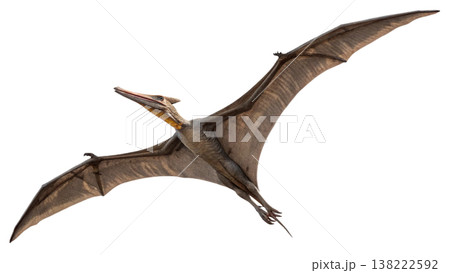 Isolated Pterodactyl soars in flight, showcasing prehistoric animal. Isolated Pterodactyl soars in flight, showcasing prehistoric animal. 138222592