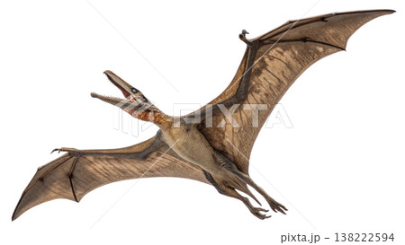 Isolated Pterodactyl soars in flight, showcasing prehistoric animal. Isolated Pterodactyl soars in flight, showcasing prehistoric animal. 138222594