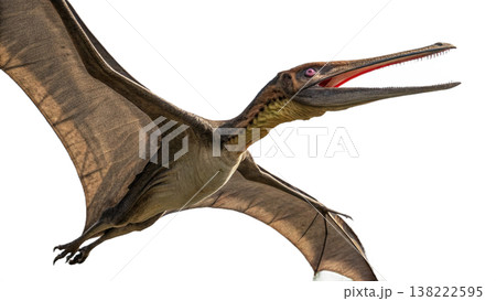 Isolated Pterodactyl soars in flight, showcasing prehistoric animal. Isolated Pterodactyl soars in flight, showcasing prehistoric animal. 138222595