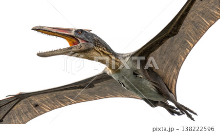 Isolated Pterodactyl soars in flight, showcasing prehistoric animal. Isolated Pterodactyl soars in flight, showcasing prehistoric animal. 138222596