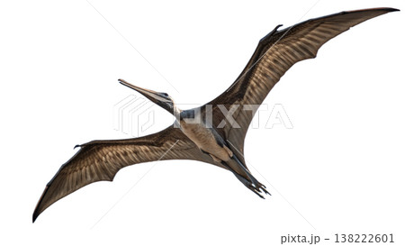 Isolated Pterodactyl soars in flight, showcasing prehistoric animal. 138222601