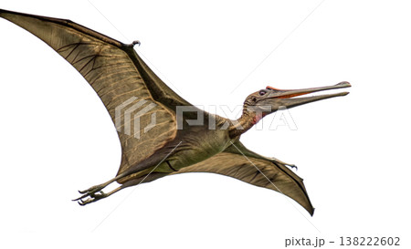 Isolated Pterodactyl soars in flight, showcasing prehistoric animal. 138222602