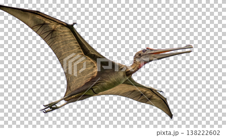 Isolated Pterodactyl soars in flight, showcasing prehistoric animal. Isolated Pterodactyl soars in flight, showcasing prehistoric animal. 138222602
