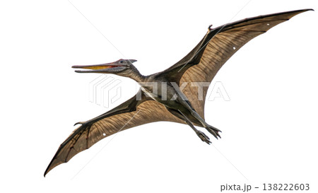 Isolated Pterodactyl soars in flight, showcasing prehistoric animal. 138222603