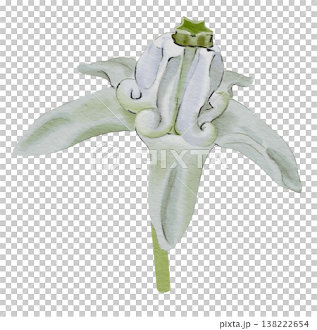 White Crown Flower or Dok Ruk Isolated on Black 138222654