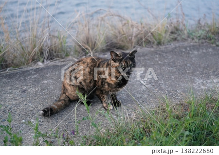 堤防で遊ぶさび猫 堤防で遊ぶさび猫 138222680