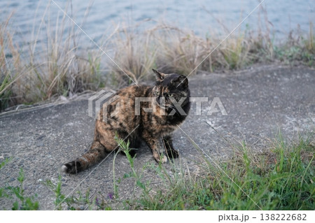 堤防で遊ぶさび猫 堤防で遊ぶさび猫 138222682