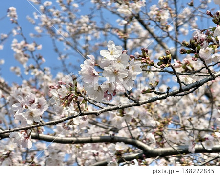青空に映える桜 青空に映える桜 138222835