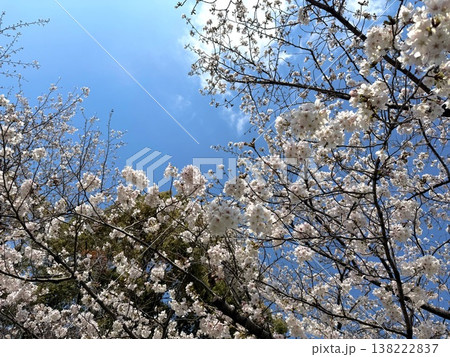 見上げると満開の桜 見上げると満開の桜 138222837