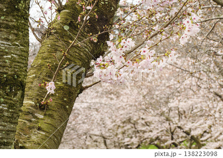 くりはま花の国の春 138223098