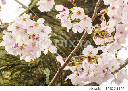 くりはま花の国の春 138223102