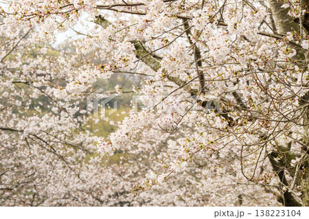 くりはま花の国の春 138223104