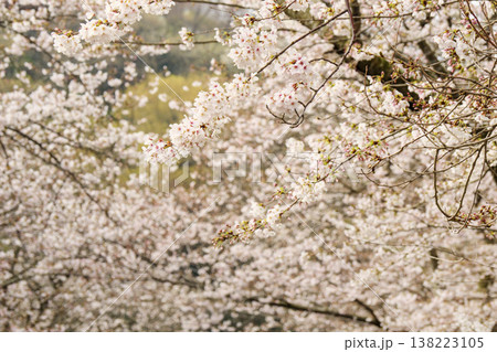 くりはま花の国の春 138223105