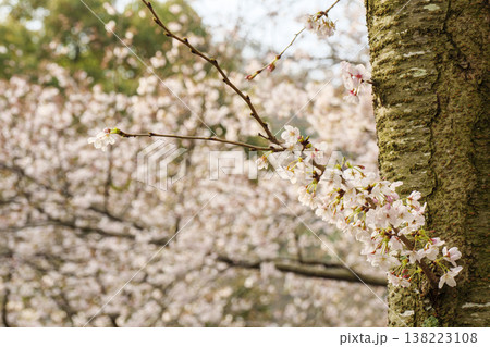 くりはま花の国の春 くりはま花の国の春 138223108