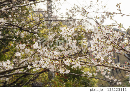 くりはま花の国の春 くりはま花の国の春 138223111