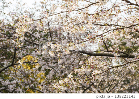 くりはま花の国の春 くりはま花の国の春 138223143