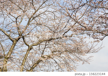くりはま花の国の春 くりはま花の国の春 138223144