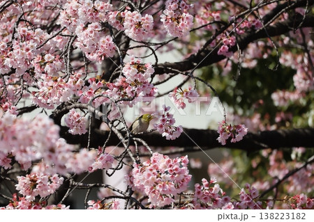 満開の大寒桜の木の枝にとまるメジロのいる風景 満開の大寒桜の木の枝にとまるメジロのいる風景 138223182