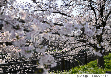 桜のある風景 138223317