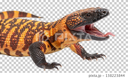 Isolated Gila monster venomous lizard reptile orange yellow. Isolated Gila monster venomous lizard reptile orange yellow. 138223844