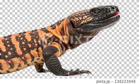 Isolated Gila monster venomous lizard reptile orange yellow. Isolated Gila monster venomous lizard reptile orange yellow. 138223848