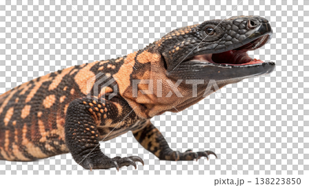Isolated Gila monster venomous lizard reptile orange yellow. 138223850