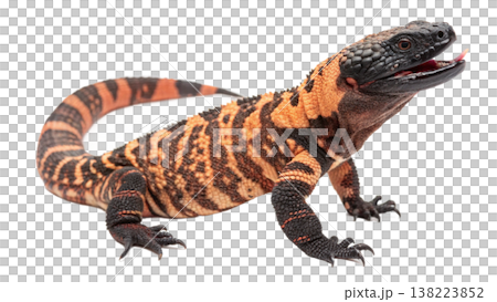 Isolated Gila monster venomous lizard reptile orange yellow. Isolated Gila monster venomous lizard reptile orange yellow. 138223852