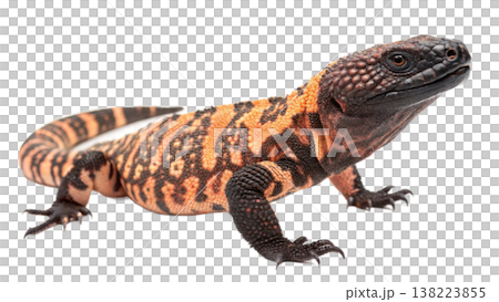 Isolated Gila monster venomous lizard reptile orange yellow. Isolated Gila monster venomous lizard reptile orange yellow. 138223855