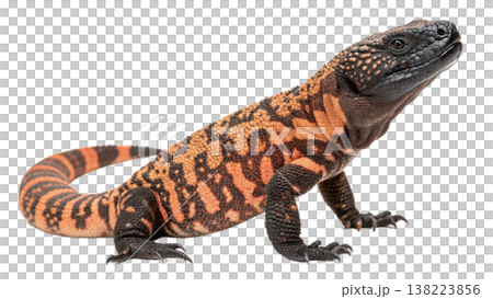 Isolated Gila monster venomous lizard reptile orange yellow. Isolated Gila monster venomous lizard reptile orange yellow. 138223856