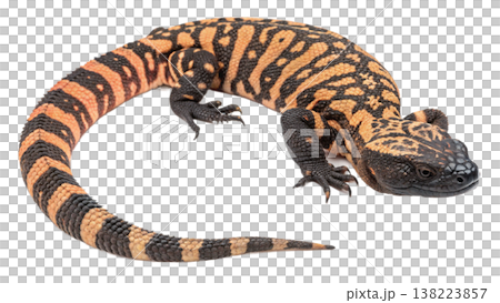 Isolated Gila monster venomous lizard reptile orange yellow. Isolated Gila monster venomous lizard reptile orange yellow. 138223857