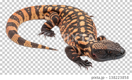 Isolated Gila monster venomous lizard reptile orange yellow. 138223858