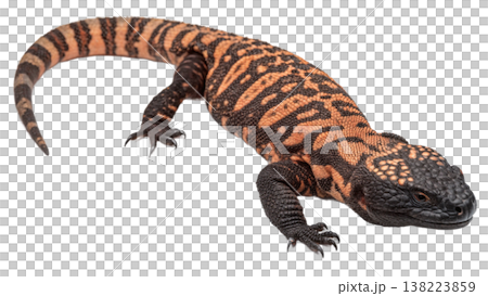Isolated Gila monster venomous lizard reptile orange yellow. Isolated Gila monster venomous lizard reptile orange yellow. 138223859