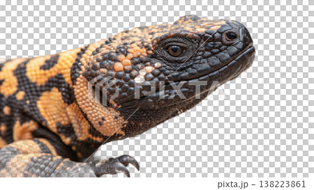 Isolated Gila monster venomous lizard reptile orange yellow. Isolated Gila monster venomous lizard reptile orange yellow. 138223861