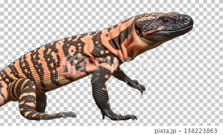 Isolated Gila monster venomous lizard reptile orange yellow. Isolated Gila monster venomous lizard reptile orange yellow. 138223863