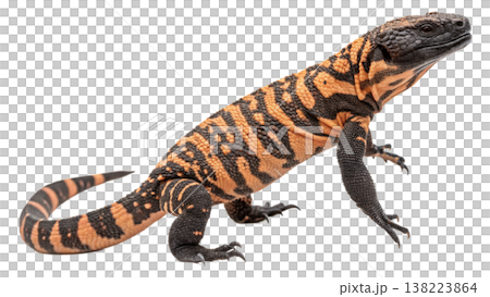 Isolated Gila monster venomous lizard reptile orange yellow. Isolated Gila monster venomous lizard reptile orange yellow. 138223864