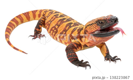 Isolated Gila monster venomous lizard reptile orange yellow. Isolated Gila monster venomous lizard reptile orange yellow. 138223867