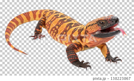Isolated Gila monster venomous lizard reptile orange yellow. Isolated Gila monster venomous lizard reptile orange yellow. 138223867