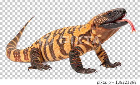 Isolated Gila monster venomous lizard reptile orange yellow. Isolated Gila monster venomous lizard reptile orange yellow. 138223868