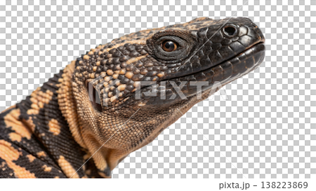 Isolated Gila monster venomous lizard reptile orange yellow. Isolated Gila monster venomous lizard reptile orange yellow. 138223869