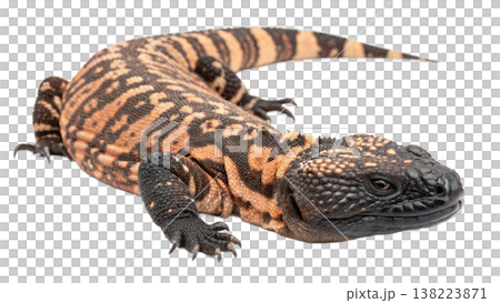 Isolated Gila monster venomous lizard reptile orange yellow. 138223871