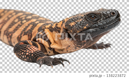 Isolated Gila monster venomous lizard reptile orange yellow. Isolated Gila monster venomous lizard reptile orange yellow. 138223872