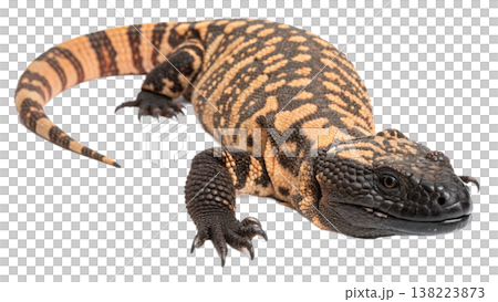 Isolated Gila monster venomous lizard reptile orange yellow. Isolated Gila monster venomous lizard reptile orange yellow. 138223873