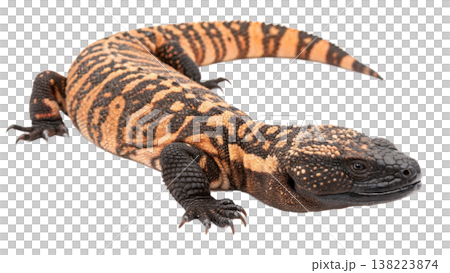 Isolated Gila monster venomous lizard reptile orange yellow. Isolated Gila monster venomous lizard reptile orange yellow. 138223874
