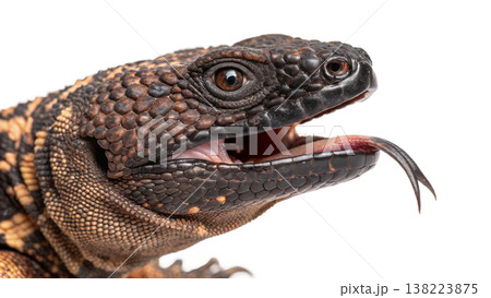 Isolated Gila monster venomous lizard reptile orange yellow. Isolated Gila monster venomous lizard reptile orange yellow. 138223875