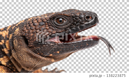 Isolated Gila monster venomous lizard reptile orange yellow. Isolated Gila monster venomous lizard reptile orange yellow. 138223875